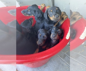 Doberman Pinscher Puppy for sale in LAKE STATION, IN, USA