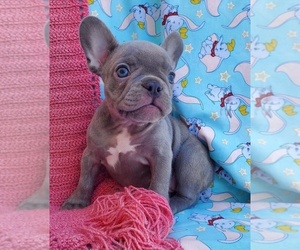 French Bulldog Puppy for sale in DISTRICT HEIGHTS, MD, USA