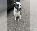 Small #2 Anatolian Shepherd-Great Pyrenees Mix
