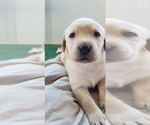 Small Photo #5 Labrador Retriever Puppy For Sale in CHICORA, PA, USA