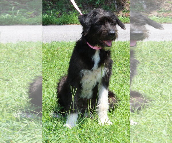 Medium Photo #2 Mutt Puppy For Sale in Prattville, AL, USA