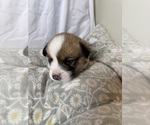 Small #4 Pembroke Welsh Corgi
