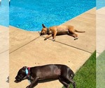 Small #3 American Pit Bull Terrier Mix