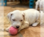 Small Photo #13 Dogo Argentino Puppy For Sale in AUSTIN, TX, USA