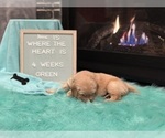 Small Photo #5 Golden Retriever Puppy For Sale in ARLINGTON, WA, USA
