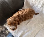 Small #3 Cavapoo (Miniature)