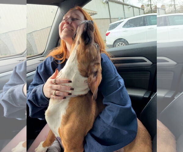 Medium Photo #7 Beagle Puppy For Sale in Houston, TX, USA