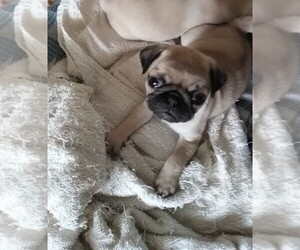 Pug Puppy for sale in CITY OF SPOKANE VALLEY, WA, USA