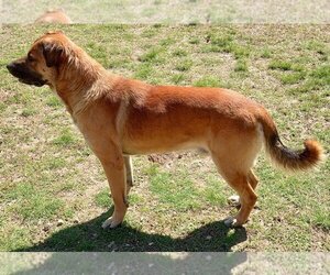Anatolian Shepherd-Unknown Mix Dogs for adoption in Cabool, MO, USA
