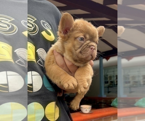 Medium Photo #5 French Bulldog Puppy For Sale in BARNESVILLE, GA, USA