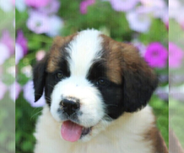 Medium Photo #5 Saint Bernard Puppy For Sale in MARIETTA, PA, USA