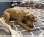Small #7 Chihuahua Mix