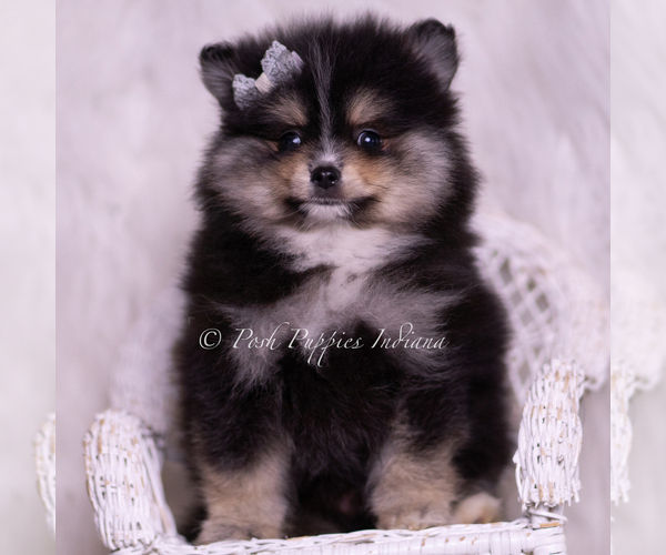 Medium Photo #2 Pomeranian Puppy For Sale in WARSAW, IN, USA