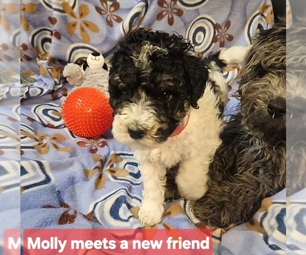 Medium Photo #5 Poodle (Miniature) Puppy For Sale in WHITEWATER, WI, USA