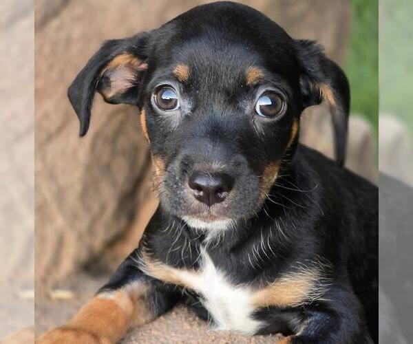 Medium Photo #10 Chihuahua-Colonial Cocker Spaniel Mix Puppy For Sale in San Diego, CA, USA