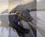 Small Chiweenie
