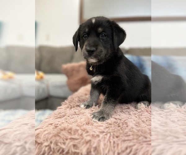 Medium Photo #4 Goberian Puppy For Sale in MAINEVILLE, OH, USA
