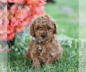 Goldendoodle (Miniature) Puppy for sale in BIRD IN HAND, PA, USA