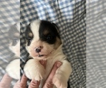 Small Photo #2 Pembroke Welsh Corgi Puppy For Sale in RAMONA, OK, USA