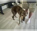 Small #1 Boxer