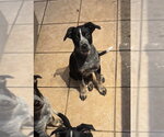 Small #1 Mutt