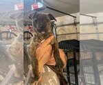 Small Photo #2 Mutt Puppy For Sale in Nazareth, PA, USA