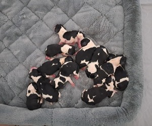 English Springer Spaniel Puppy for sale in NEWCASTLE, CA, USA