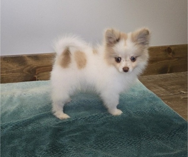 Medium Photo #8 Pomeranian Puppy For Sale in ORRVILLE, OH, USA