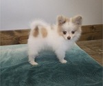 Small #7 Pomeranian
