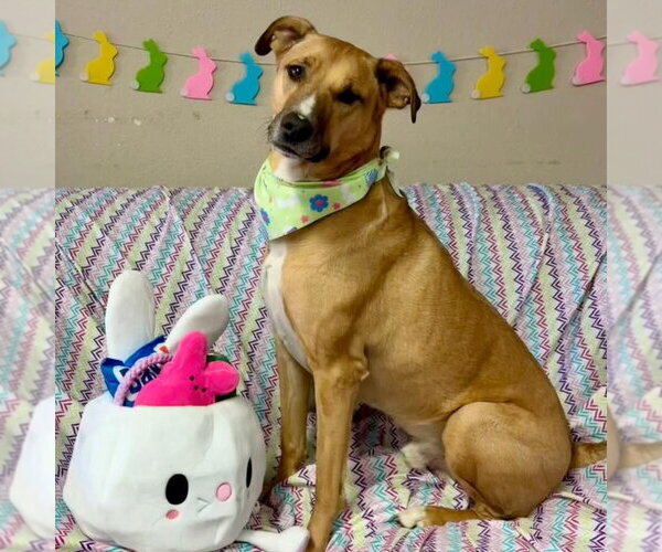 Medium Photo #41 Mutt Puppy For Sale in Fargo, ND, USA