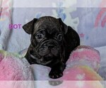 Small Photo #1 French Bulldog Puppy For Sale in ROSEMEAD, CA, USA