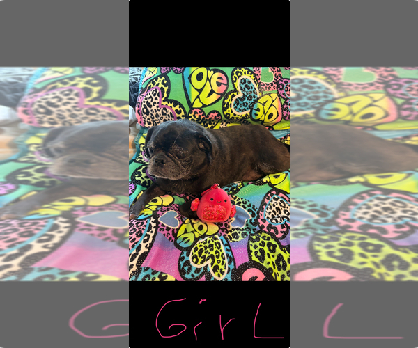 Medium Photo #8 Pug Puppy For Sale in FREDERICKSBURG, VA, USA
