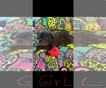 Small #7 Pug