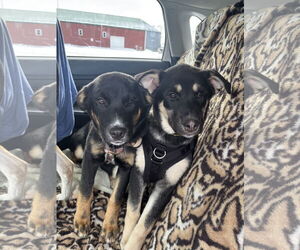 Six - Female Shepradors Dog for Adoption - Photo #3