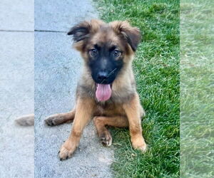 Anatolian Shepherd-Unknown Mix Dogs for adoption in Omaha, NE, USA