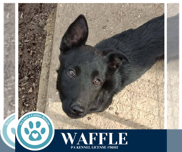 Medium Photo #3 Labrador Retriever-Unknown Mix Puppy For Sale in Kimberton, PA, USA