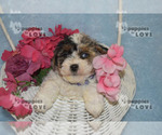 Small Photo #4 Aussiedoodle Puppy For Sale in SANGER, TX, USA
