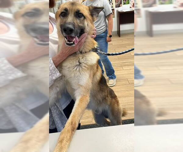 Medium Photo #1 German Shepherd Dog-Unknown Mix Puppy For Sale in Rowlett, TX, USA