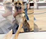 Small German Shepherd Dog Mix