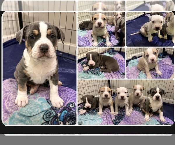 Medium Photo #1 American Bully Puppy For Sale in SALEM, WV, USA