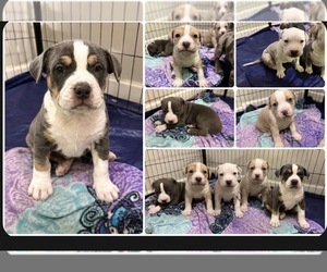 American Bully Puppy for sale in SALEM, WV, USA