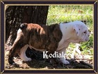 Small Photo #9 Bulldog Puppy For Sale in BELVILLE, NC, USA