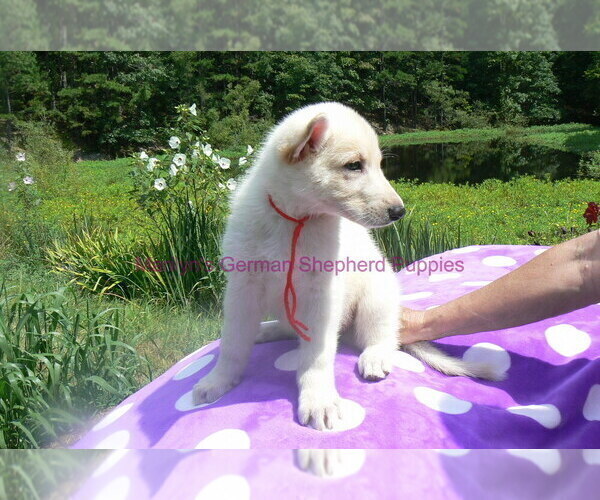 Medium Photo #6 German Shepherd Dog Puppy For Sale in PIEDMONT, MO, USA