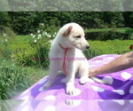 Small #5 German Shepherd Dog