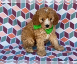 Cavapoo Puppy for sale in LANCASTER, PA, USA