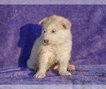 Small #2 Alaskan Malamute