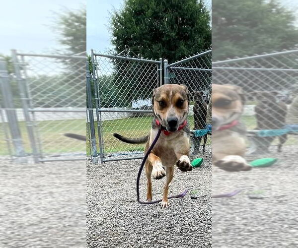 Medium Photo #2 Mutt Puppy For Sale in Shelburne, VT, USA