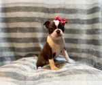 Small Photo #13 Boston Terrier Puppy For Sale in LAKELAND, FL, USA