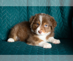 Small #3 Australian Shepherd