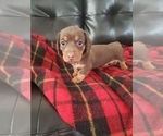 Small Photo #3 Dachshund Puppy For Sale in ALBUQUERQUE, NM, USA